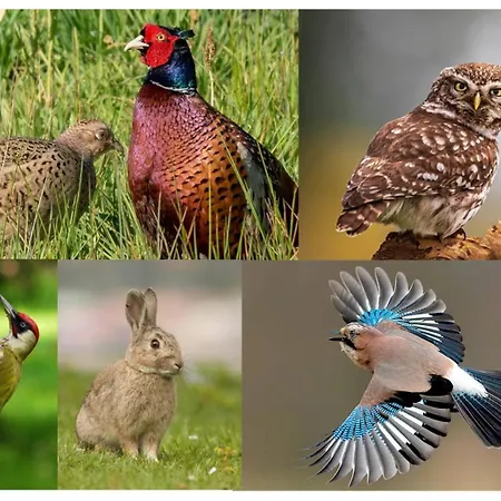 Luxury - Eik Bij De Dijk 3* Aalst