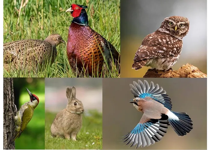 Luxury - Eik Bij De Dijk 3* Aalst